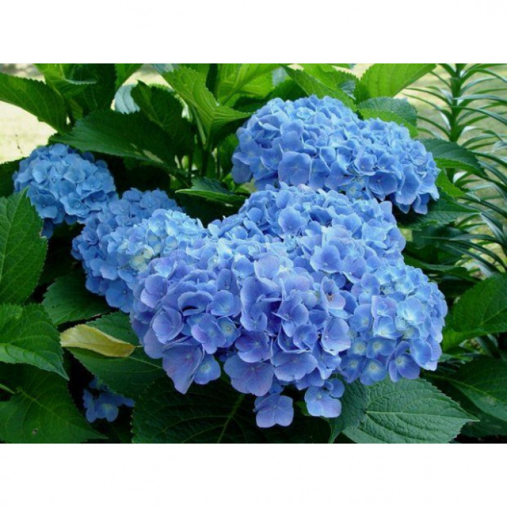 Комплект 5шт / Гортензия Сleopatra Blue (крупнолистная) - Красота для вашего сада Комплект 5шт / Гортензия Сleopatra Blue (крупнолистная) - Красота для вашего сада