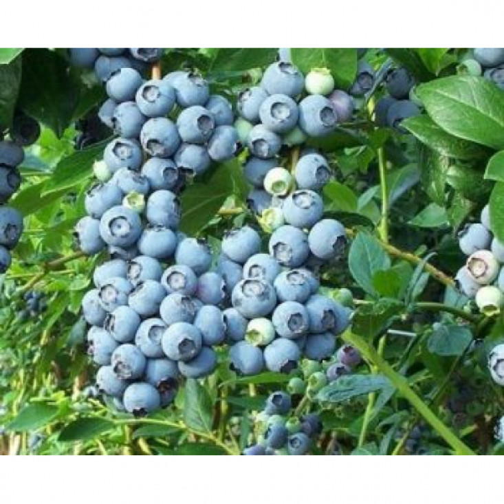 Комплект 5шт / Голубика Норд Ленд - Натуральный вкус и свежесть Комплект 5шт / Голубика Норд Ленд - Натуральный вкус и свежесть