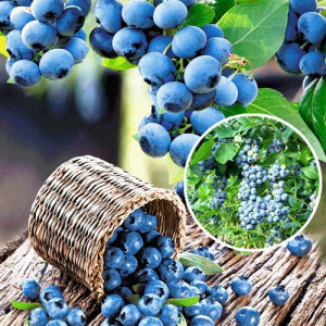Саженцы Голубика Норд Блю