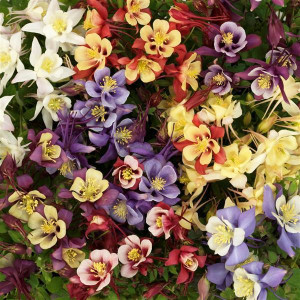 Аквилегия обыкновенная Эрли Берд Микс Аквилегия обыкновенная Эрли Берд Микс