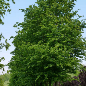 Граб Кавказский (саженец от 15 см)