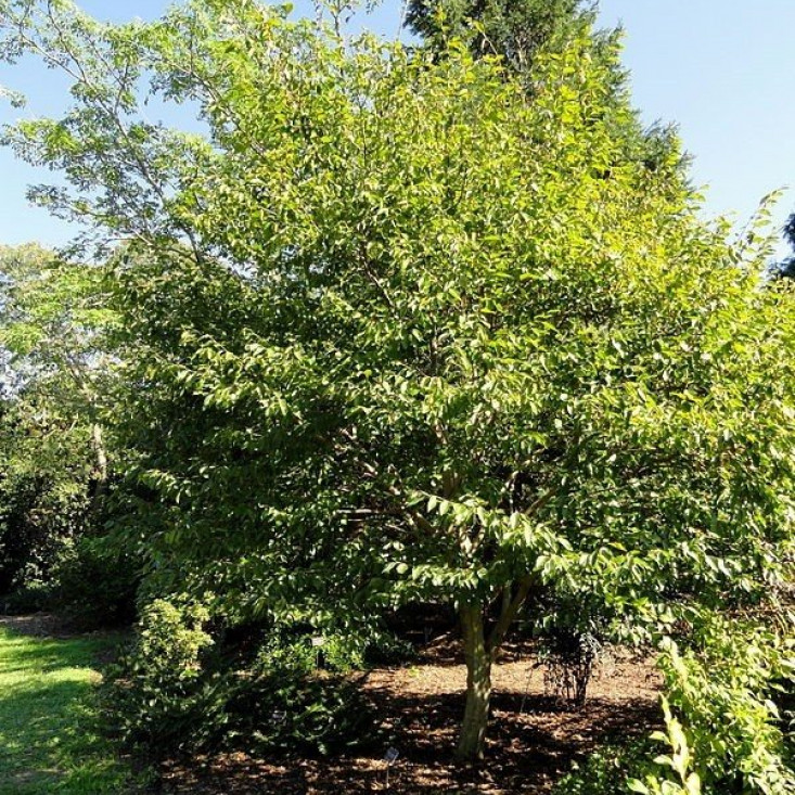 Граб Турчанинова (саженец от 15 см) - идеальный выбор для вашего сада Граб Турчанинова (саженец от 15 см) - идеальный выбор для вашего сада