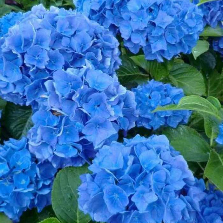 Гортензия Blue Wonder (крупнолистная) – изысканная красота для вашего сада Гортензия Blue Wonder (крупнолистная) – изысканная красота для вашего сада