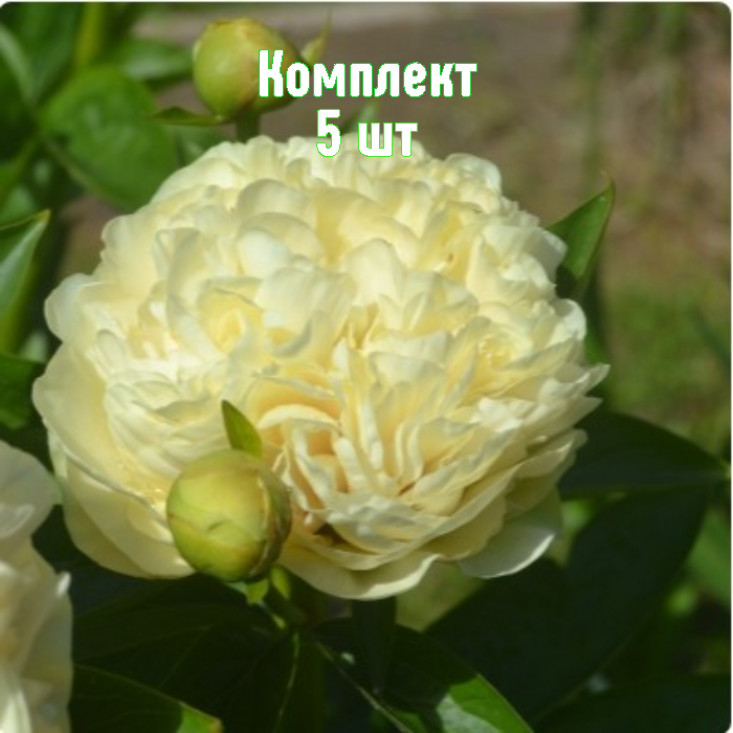 Комплект 5шт / Пион Санни Бой Комплект 5шт / Пион Санни Бой