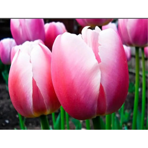 Саженцы Тюльпан Ройал Прайд