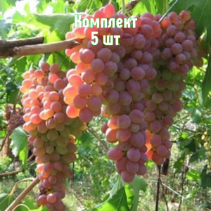 Саженцы Комплект 5шт / Виноград Ассоль